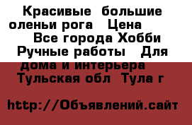 Красивые  большие оленьи рога › Цена ­ 3 000 - Все города Хобби. Ручные работы » Для дома и интерьера   . Тульская обл.,Тула г.
